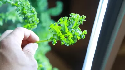 Indoor Kale