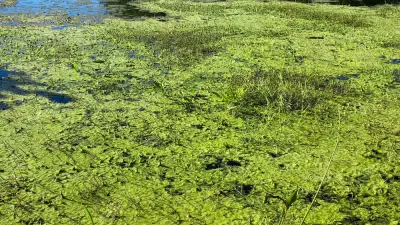 Toxic Algae Bloom