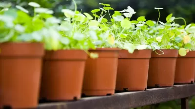 Potted Plants