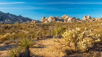 View of desert mountains with yucca plant and cholla in foreground