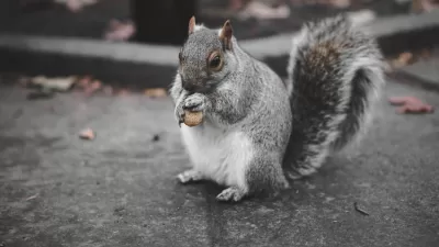 Squirrel