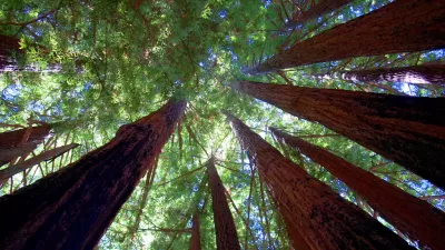 Sequoia State Park