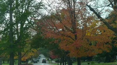 Trees on Street
