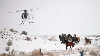 Wild Horses BLM