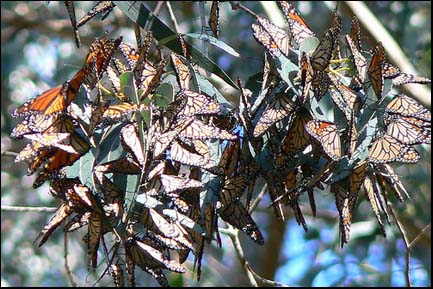 Photo:Monarch butterflies.