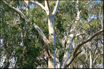 Photo:A Eucalyptus tree.