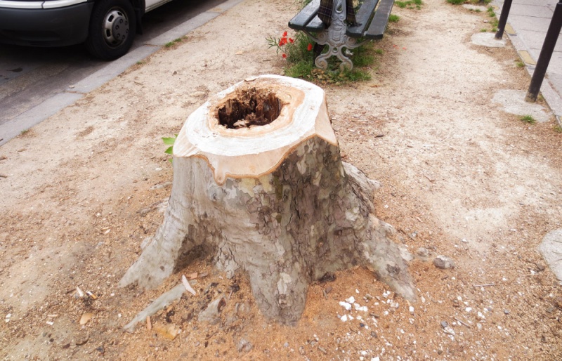dead tree