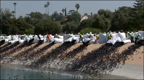 Balls in L.A. Reservoir - Los Angeles Times