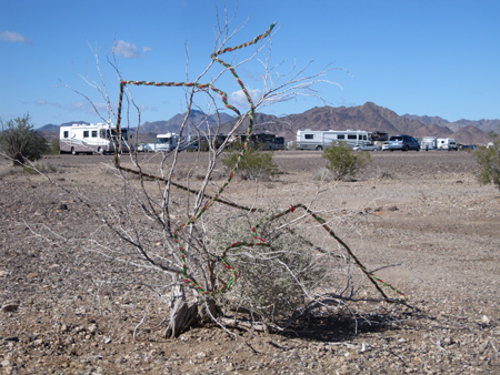 Leftover Christmas decorations adorn a desert shrub.