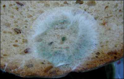 Blight (Source: Wikimedia Commons)